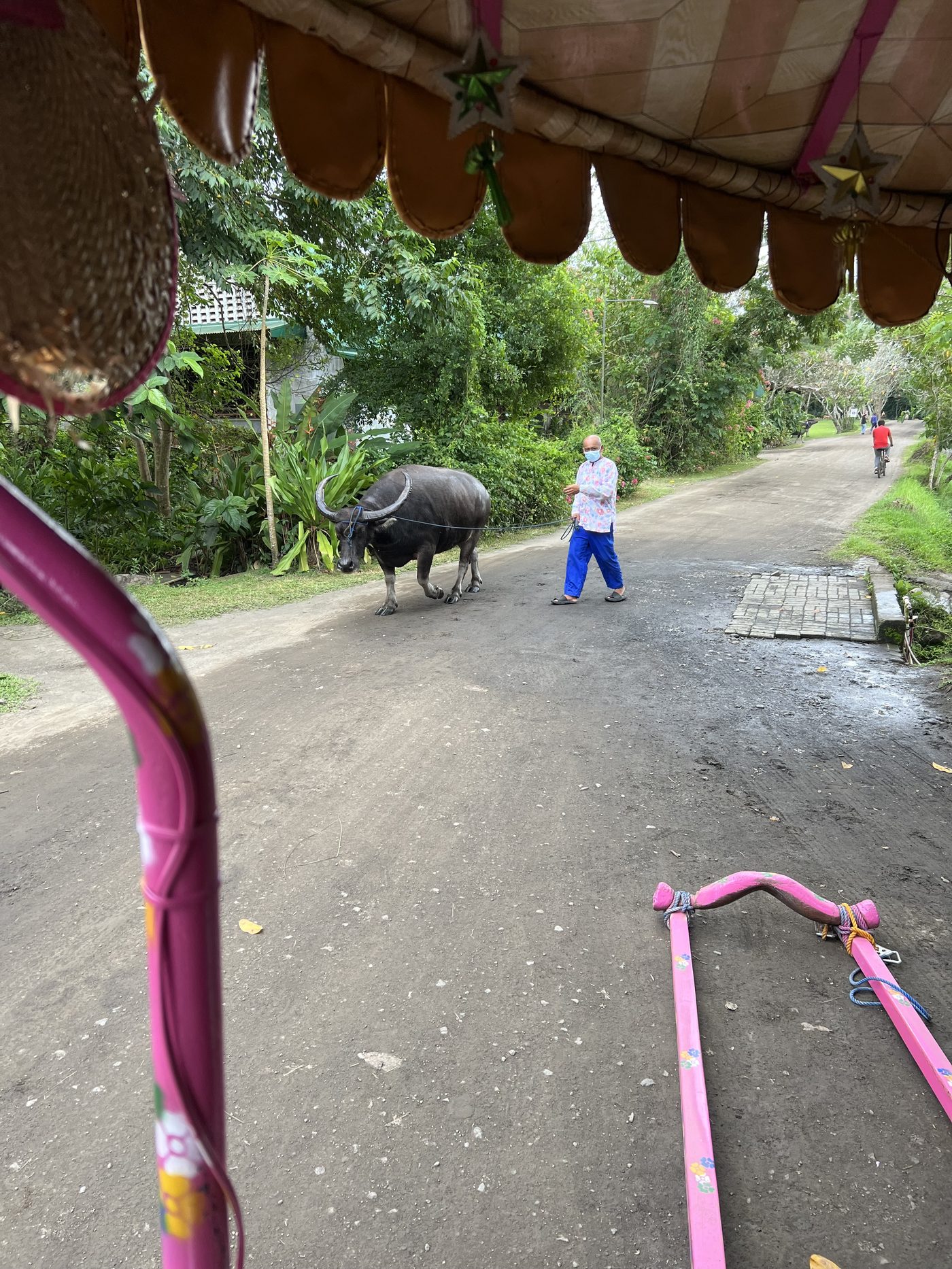 Carabao rural Philippines