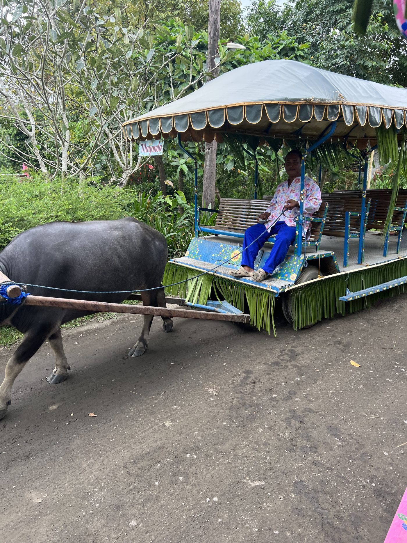 Carabao calesa Philippines