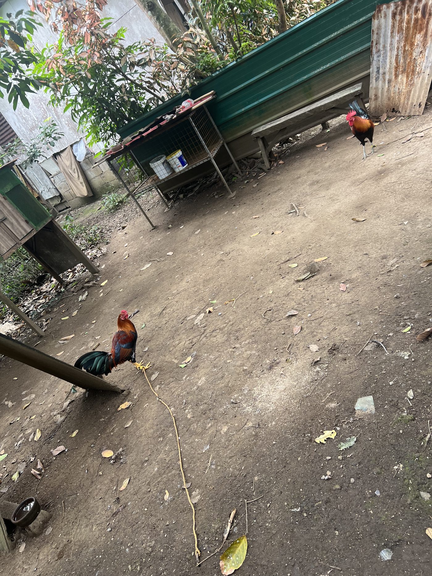 Fighting cocks Philippines sabong