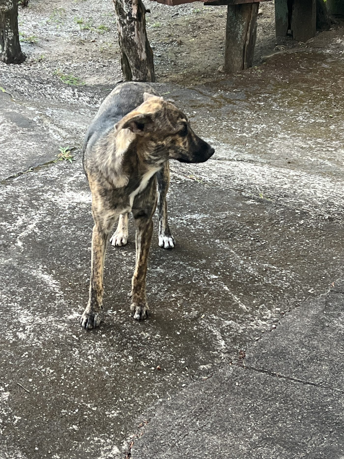 Askal street dog Philippines