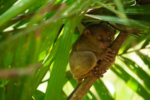 Bohol tarsier