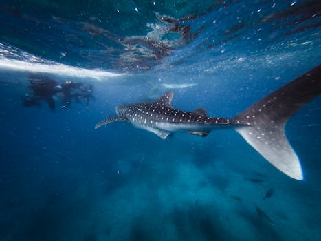 Oslob whale shark