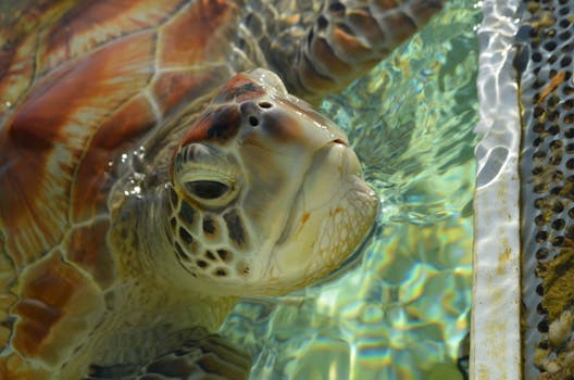Apo Island turtle